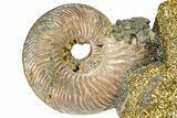 Iridescent Pyritized Ammonite (Quenstedticeras) Fossil Display #368854-1